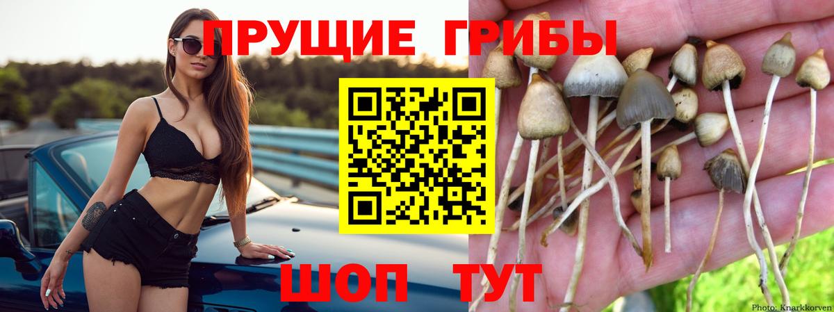 Псилоцибиновые грибы Psilocybe Ликино-Дулёво